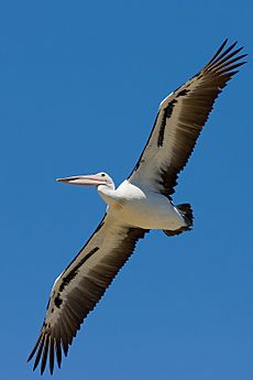 Archivo:Australian pelican in flight