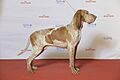 BIR Grupp 7- BRACCO ITALIANO, Nuits Di Montemassi (23866391829)