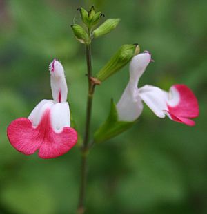 Archivo:Baby Sage (Salvia microphylla)