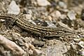 Benny Trapp Psammodromus hispanicus