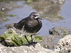 Black Turnstone, breeding plumage (2112366200).jpg