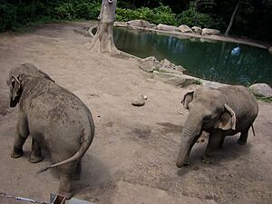 Archivo:Bronx Zoo NYC