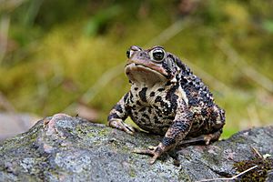 Archivo:Bufo americanus PJC1
