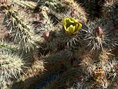 Archivo:Cactus bloom