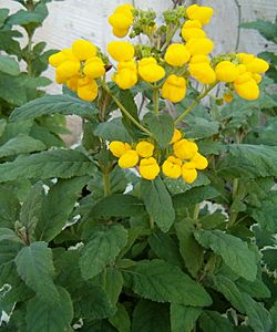 Calceolaria integrifolia Hybrid Germany1005.jpg