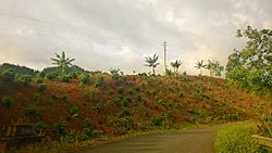 Carretera PR-431, Lares, Puerto Rico (2).jpg