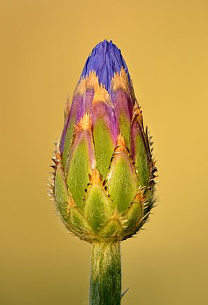 Archivo:Centaurea cyanus - Keila