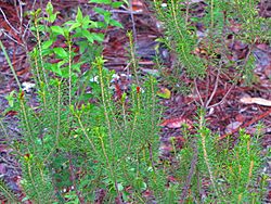Ceratiola ericoides foliage.jpg