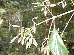 Archivo:Cinchona.pubescens03