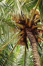 Archivo:Coconuts on Tree 4