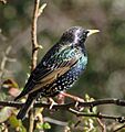 Colourful starling