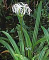 Crinum americanum1LEPPYONE