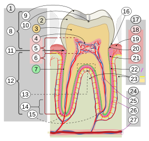 Archivo:Cross sections of teeth intl