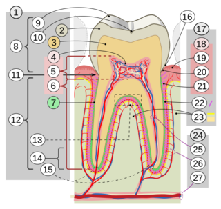 Cross sections of teeth intl.svg