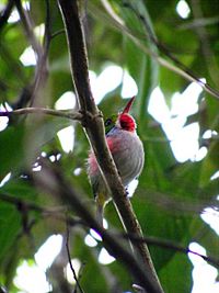 Cuban Tody (Todus multicolor) - Cienega De Zapata - Will Greene.jpg