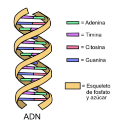 Archivo:DNA simple2-es