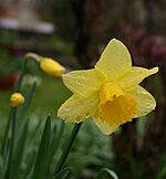 Archivo:Daffodil