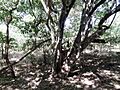 Dalbergia melanoxylon (tree)