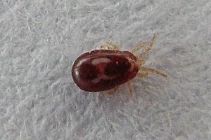 Archivo:Dermanyssus gallinae mite