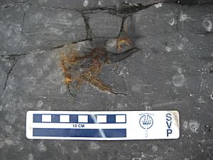 Archivo:Devonian fish Onychodus tooth whorl - Seneca Stone Quarry in Seneca Falls, NY