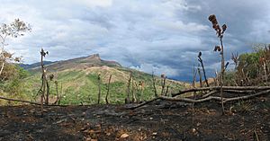 Archivo:DirkvdM santa fe scorched