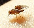 Drosophila.melanogaster.couple.2