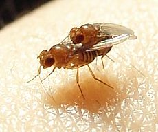 Archivo:Drosophila.melanogaster.couple.2