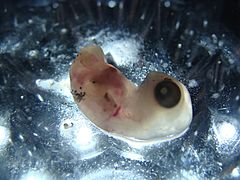 Embrión de tortuga Lepidochelys olivacea