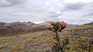Archivo:FLORA - DISTRITO DE HUAYLLAY
