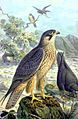 Falco eleonorae NAUMANN