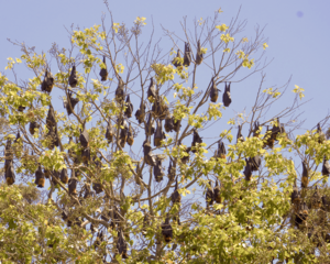 Archivo:Flying foxes