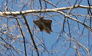 Archivo:Flying squirrel in a tree
