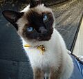 Gato Siamés ojos azules
