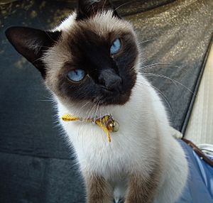Archivo:Gato Siamés ojos azules
