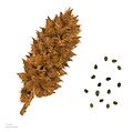 Glycyrrhiza echinata MHNT.BOT.2011.3.43