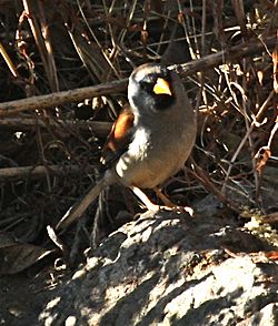 GreatInca-Finch.jpg