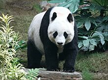 Grosser Panda.JPG