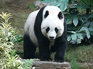 Archivo:Grosser Panda