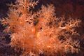 Holothuroidea (sea cucumber)