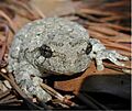 Hyla gray treefrog