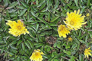 Archivo:Hypochaeris sissiliflora - Flickr - Dick Culbert