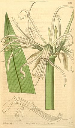 Ismene longipetala (as Elisena longipetala) 67.3973.jpg