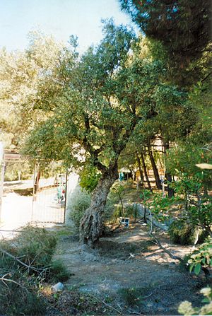 Archivo:Lorca Olive Tree
