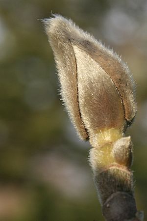 Archivo:Magnolia-denudata-flower-bud