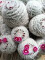 Mammillaria hahniana (3)