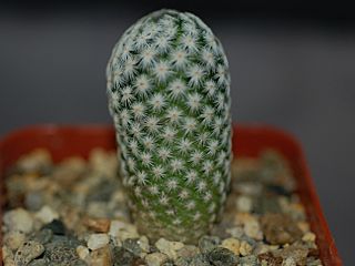 Mammillaria herrerae.JPG