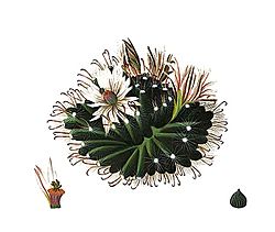 Mammillaria zephyranthoides pm8.jpg