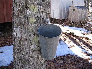 Archivo:Maple syrup bucket