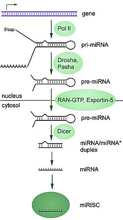 Archivo:MiRNA processing