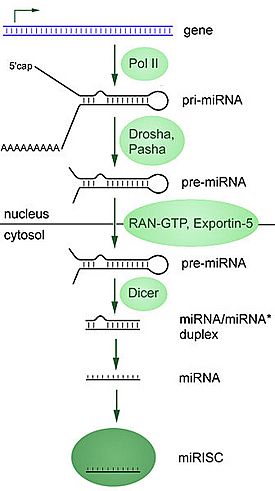 Archivo:MiRNA processing